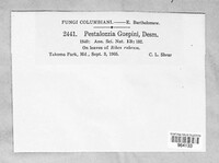 Pestalotiopsis guepinii image